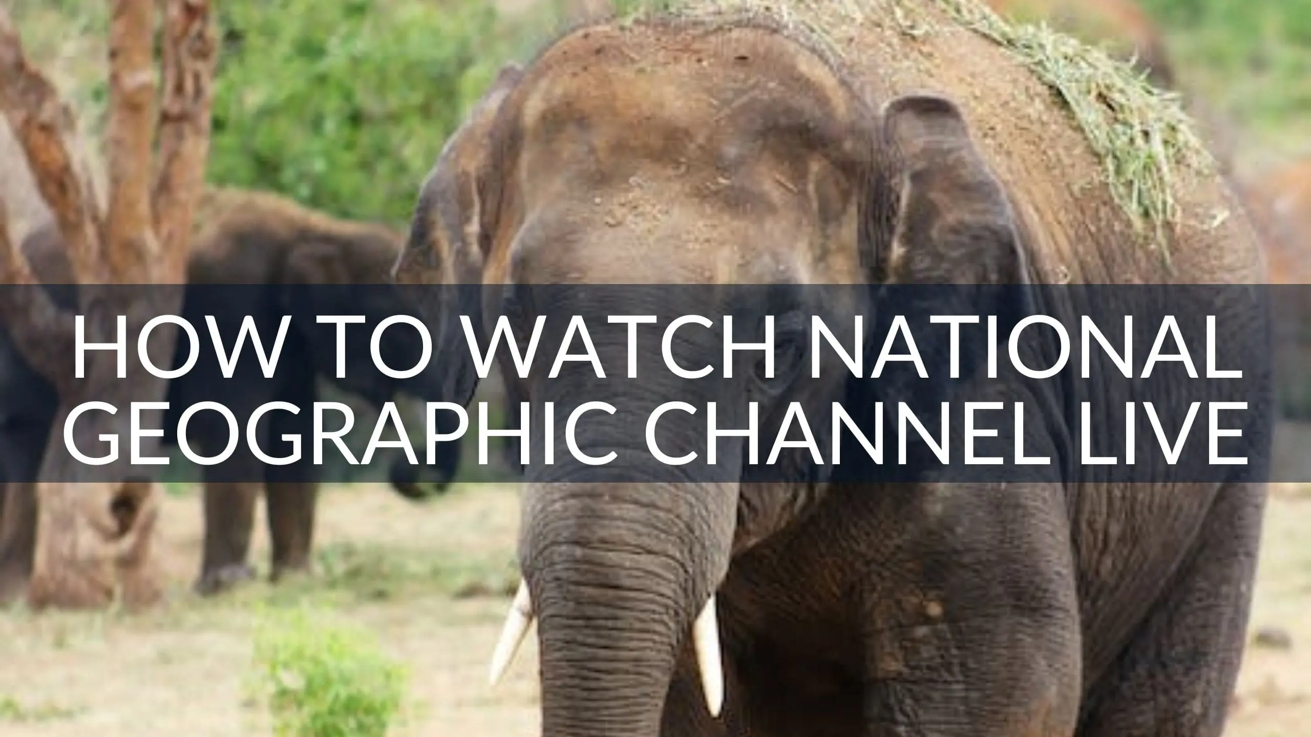 How to Watch National Geographic Channel Live with IPTV